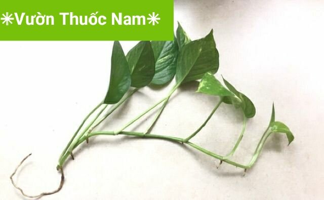combo 5 cành trầu bà có rễ trồng thuỷ sinh