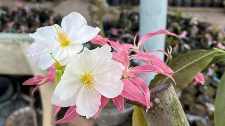Bạch Mai Đọt Hồng ghép gốc mai vàng quấn rễ đẹp