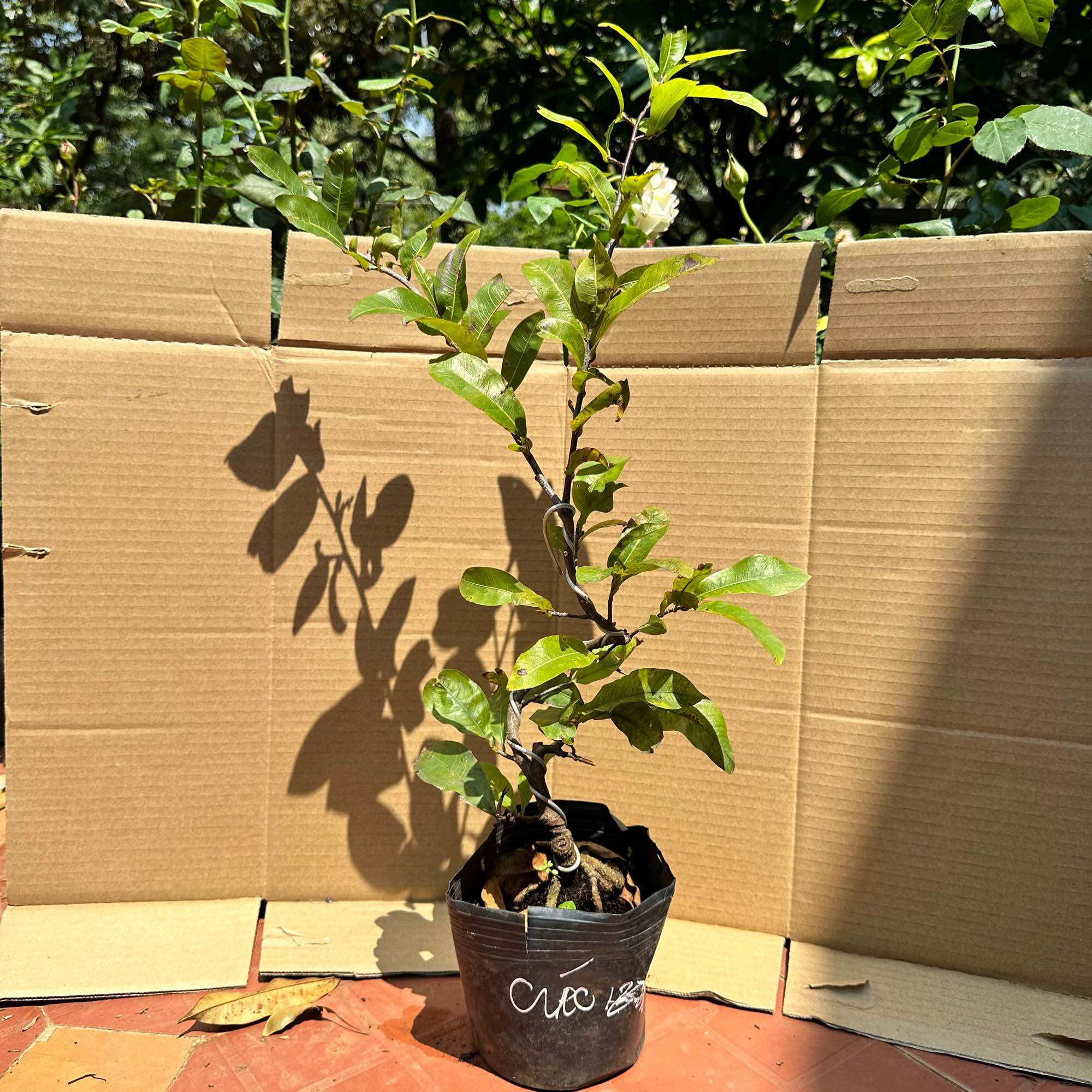 Cây mai cúc Tiên Ông say hoa - bonsai gốc ghép chuẩn
