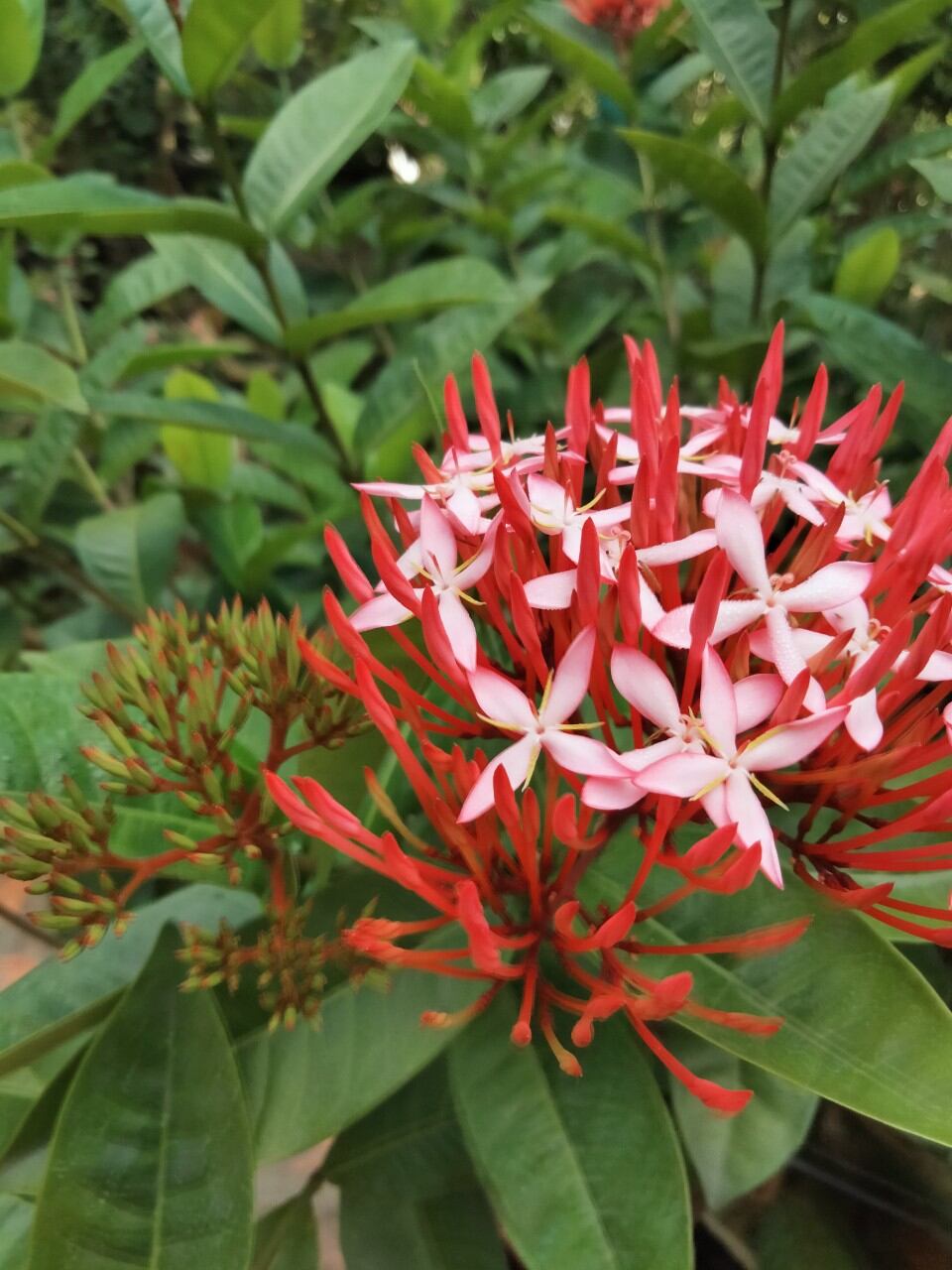 Mỹ Phấn Hồng Thơm
