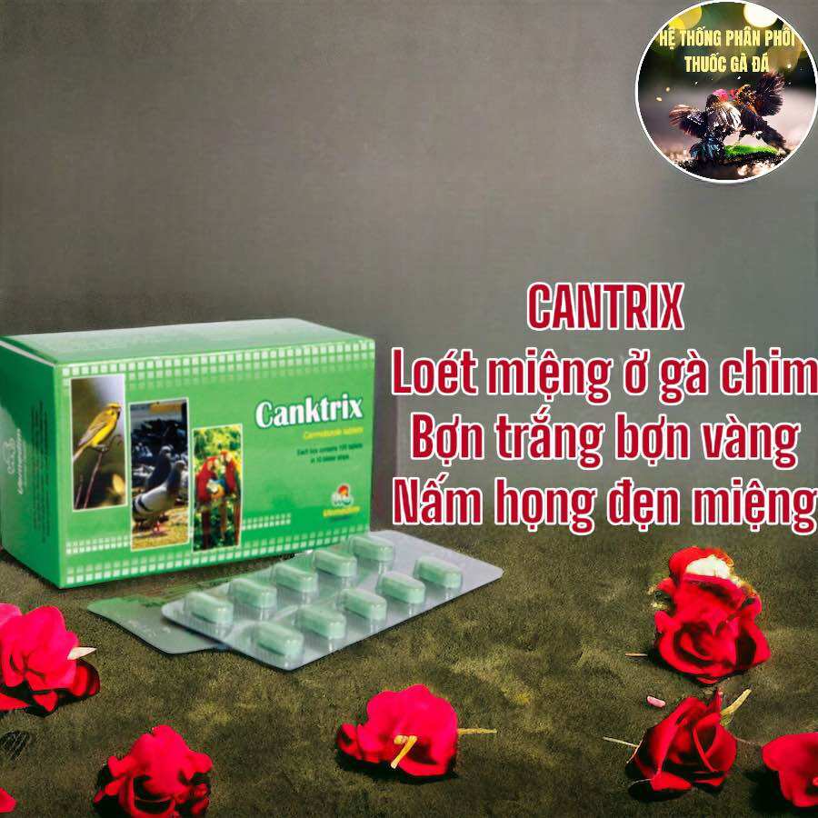 Thuốc gà đá canktrix nấm miệng đẹn hầu họng cho gà đá chim cảnh vỉ 10 viên