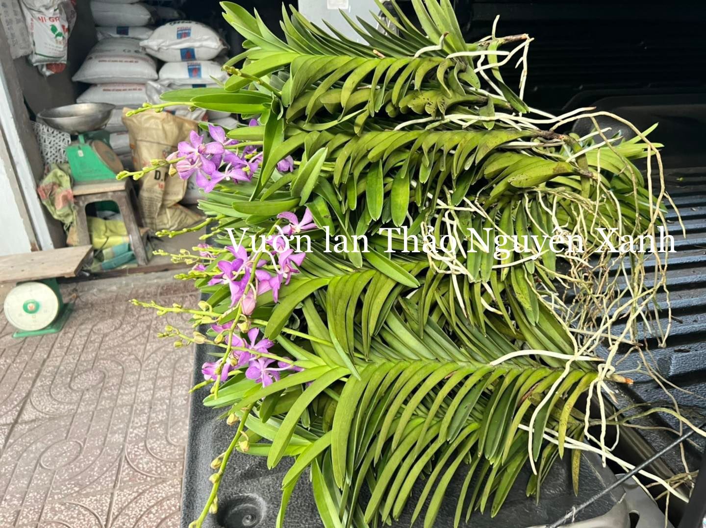 Mokara Tím Blue Cây Đang Hoa - Cao Tầm 35-40cm