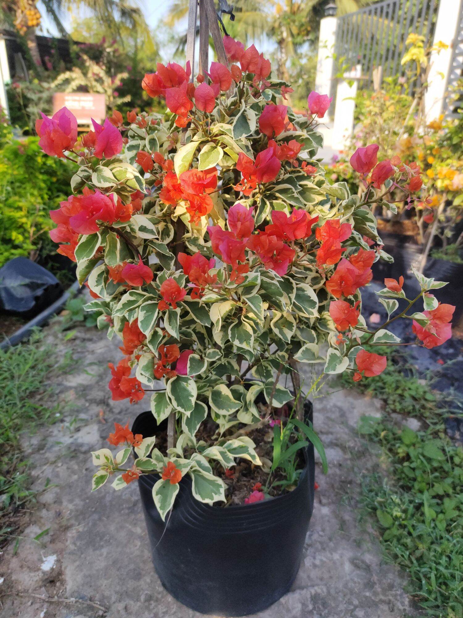 Cây hoa giấy cẩm thạch Cam, cây nguyên bản đang hoa , cây thuần chậu cao khoảng 50-60cm.