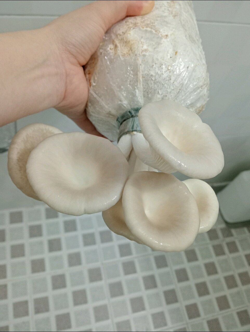Combo 5 phôi nấm bào ngư xám