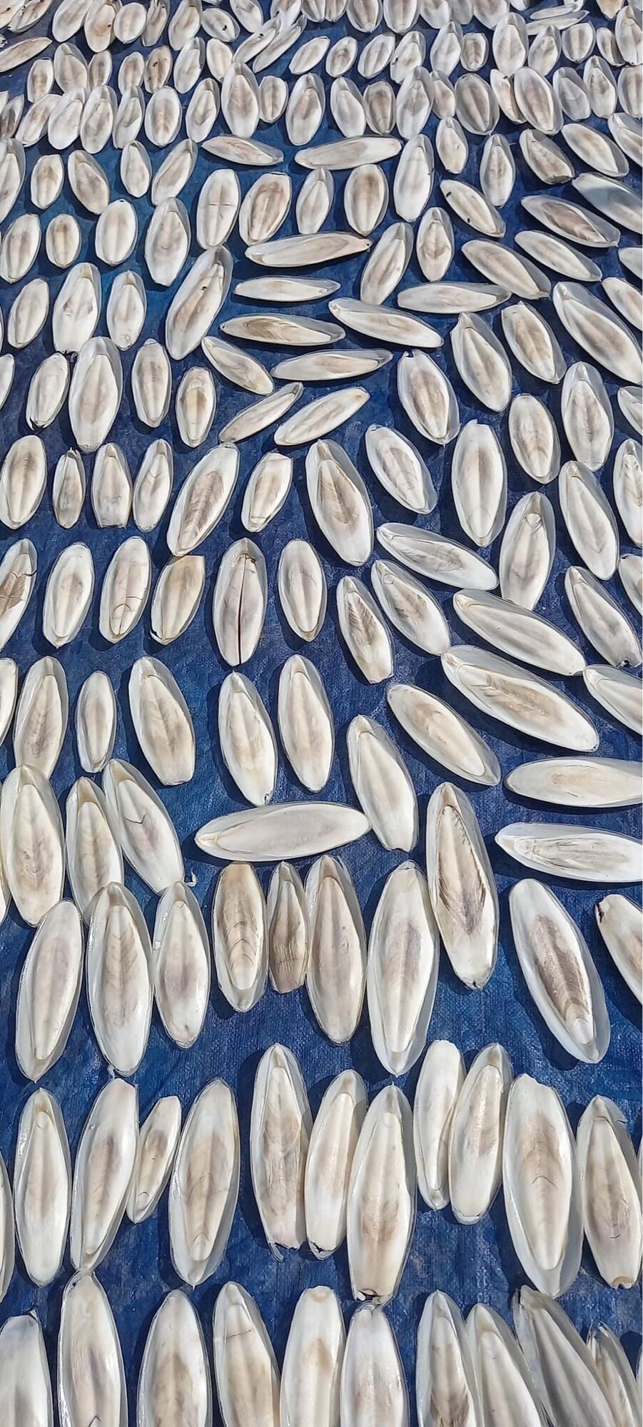 Nang Mực Khô Kích Thước 16-17cm