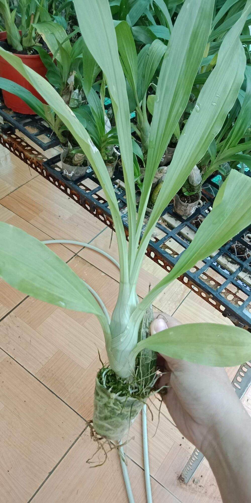 Thiên nga giống đủ màu