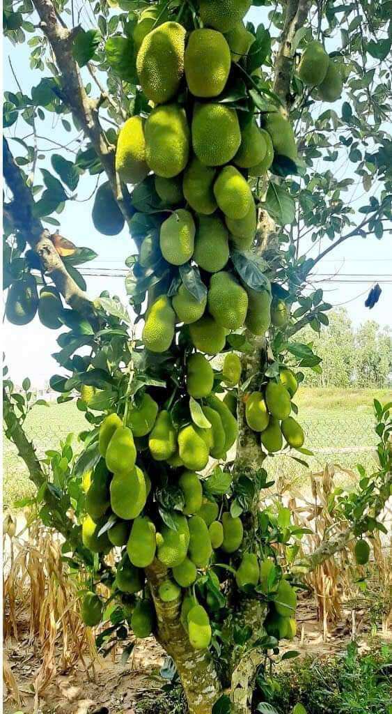 Cây Mít Ố Nữ Sầu Riêng