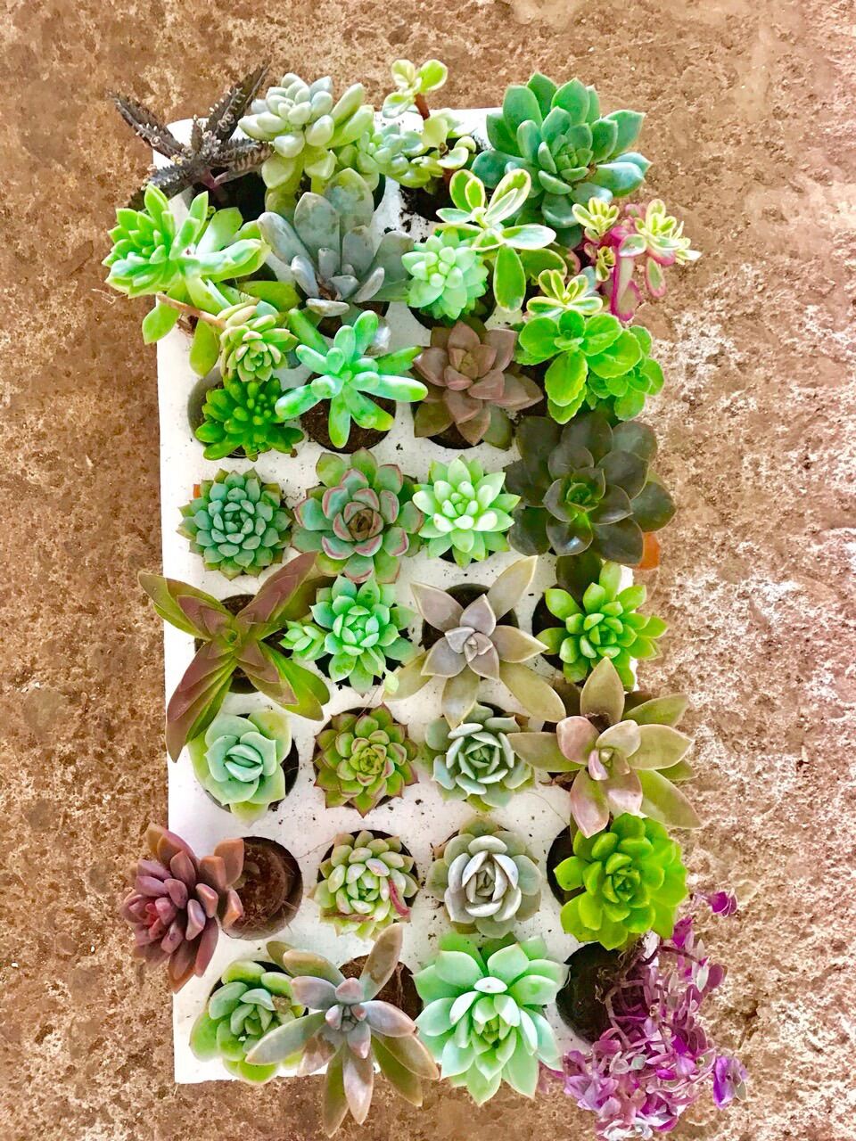 35 Cây sen đá mini ngẫu nhiên Đà Lạt đã thuần khí hậu - thách thức mọi thời tiết