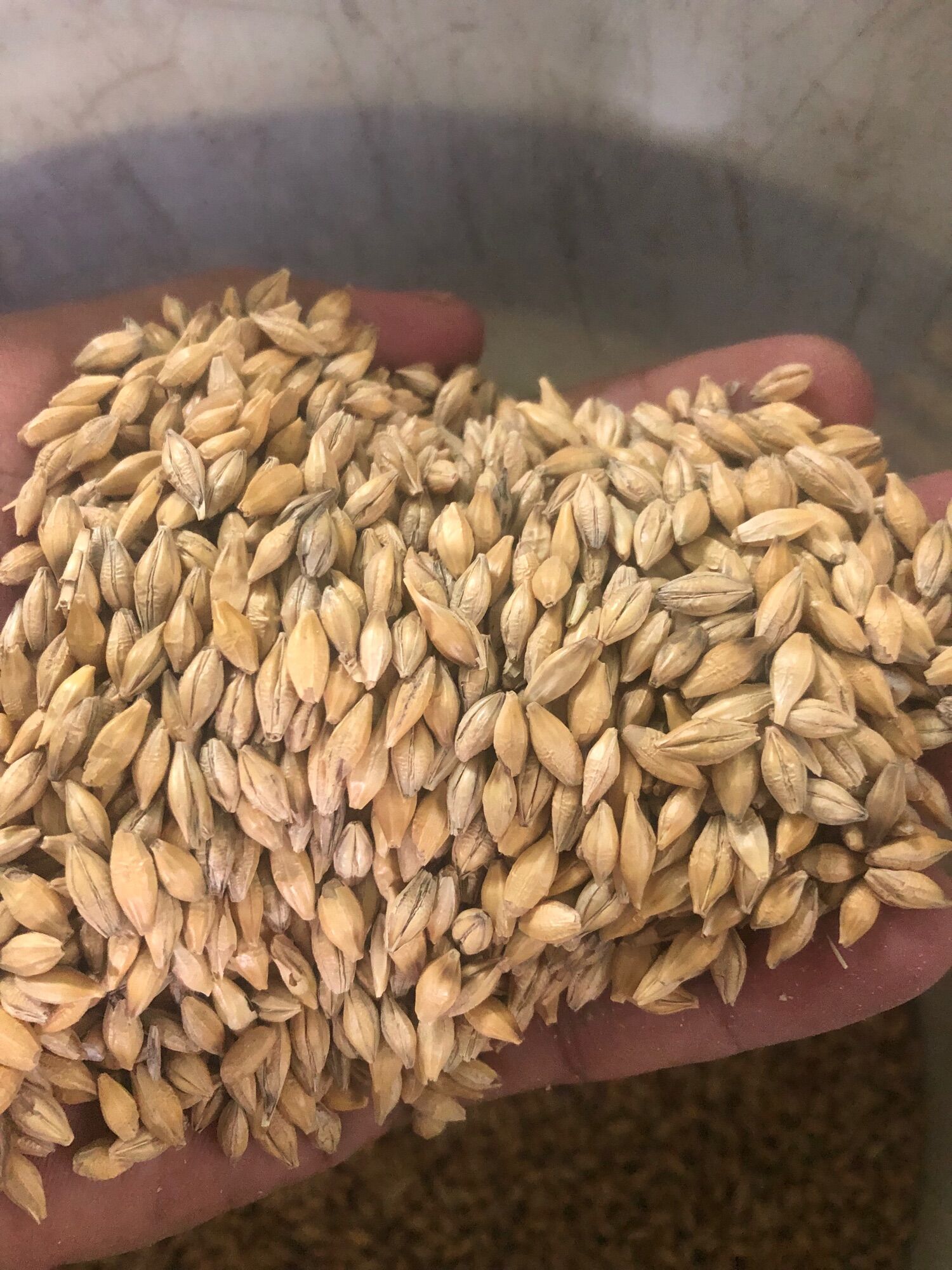 Hạt lúa mạch cho vẹt, sóc, gà, hamster ăn gói 500g - 1kg