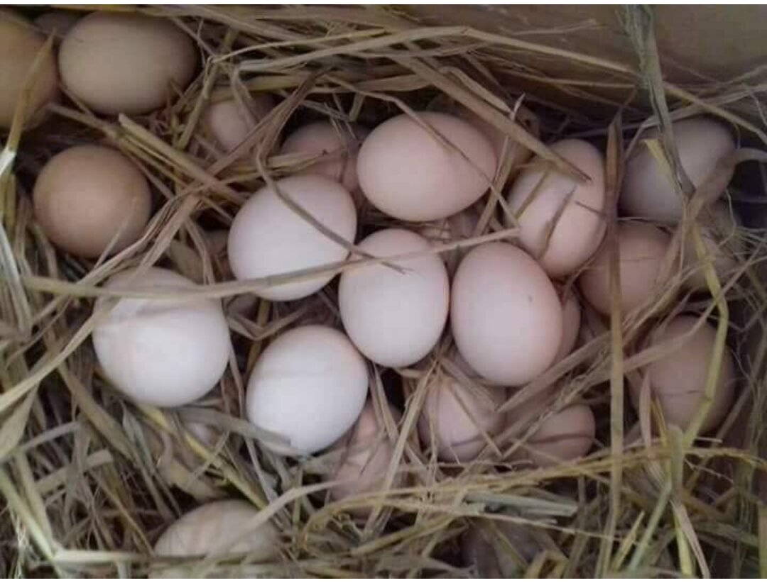 Trứng Gà NỒi MỸ Rặc 10 trứng
