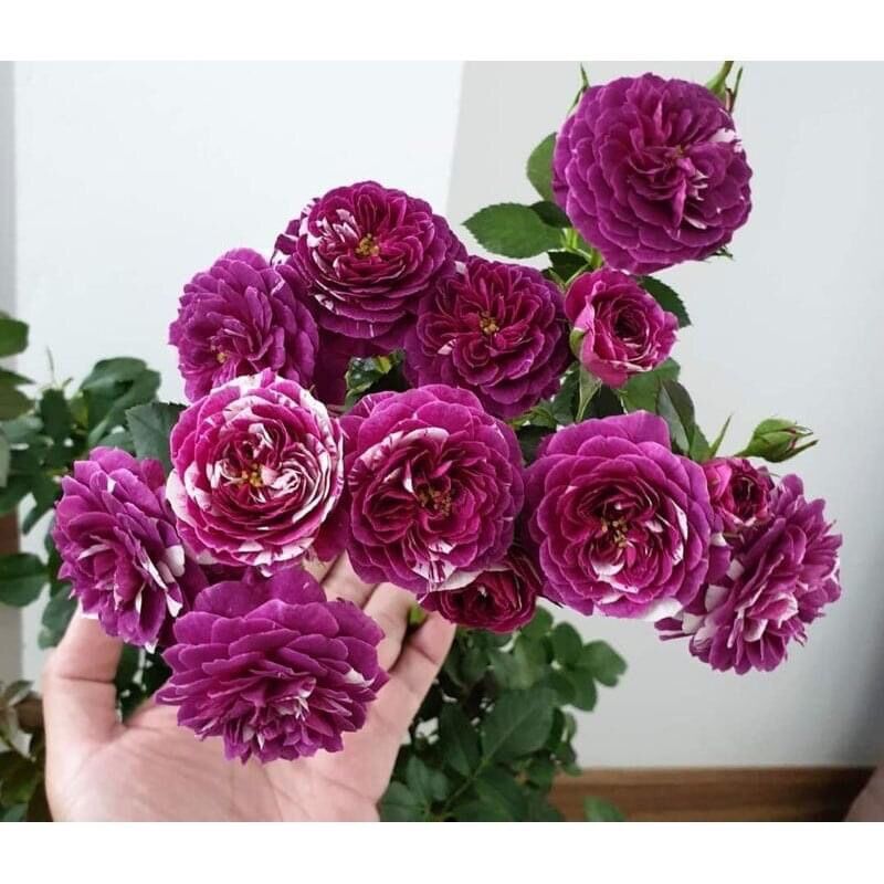 Hoa hồng Ngoại Scented Jewel Rose