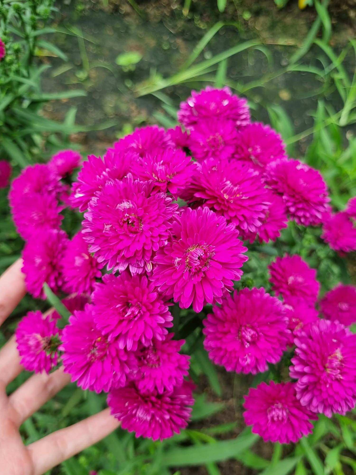 Combo 100 cây giống hoa thạch thảo đủ màu