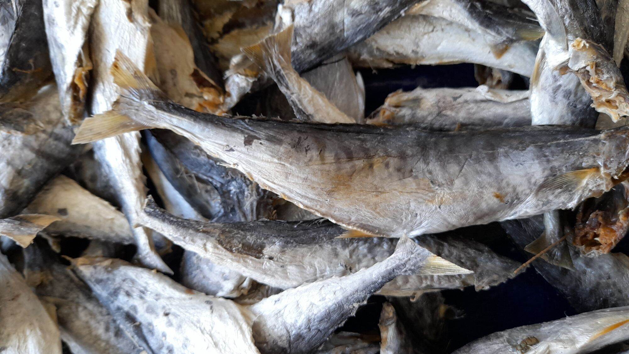 CÁ THU KHÔ DẺO DAI 1KG