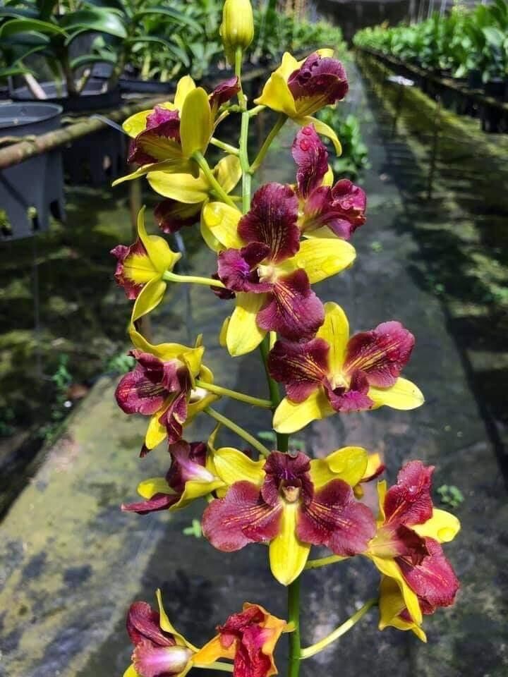 Lan Dendro ba đỏ ba vàng cây tơ đẹp
