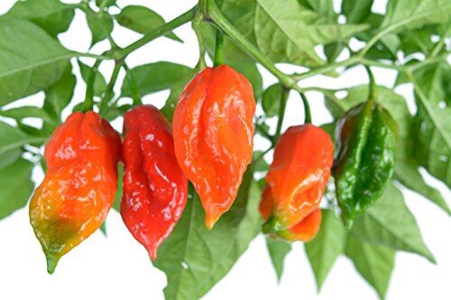 HẠT GIỐNG ỚT GHOST SIÊU CAY NHẬP MỸ GÓI 10/15 HẠT