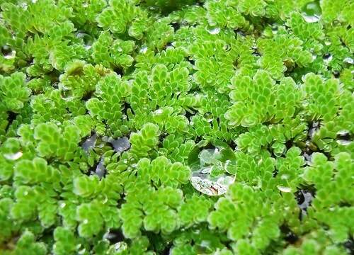 100g bèo hoa dâu mini thủy sinh dể nuôi