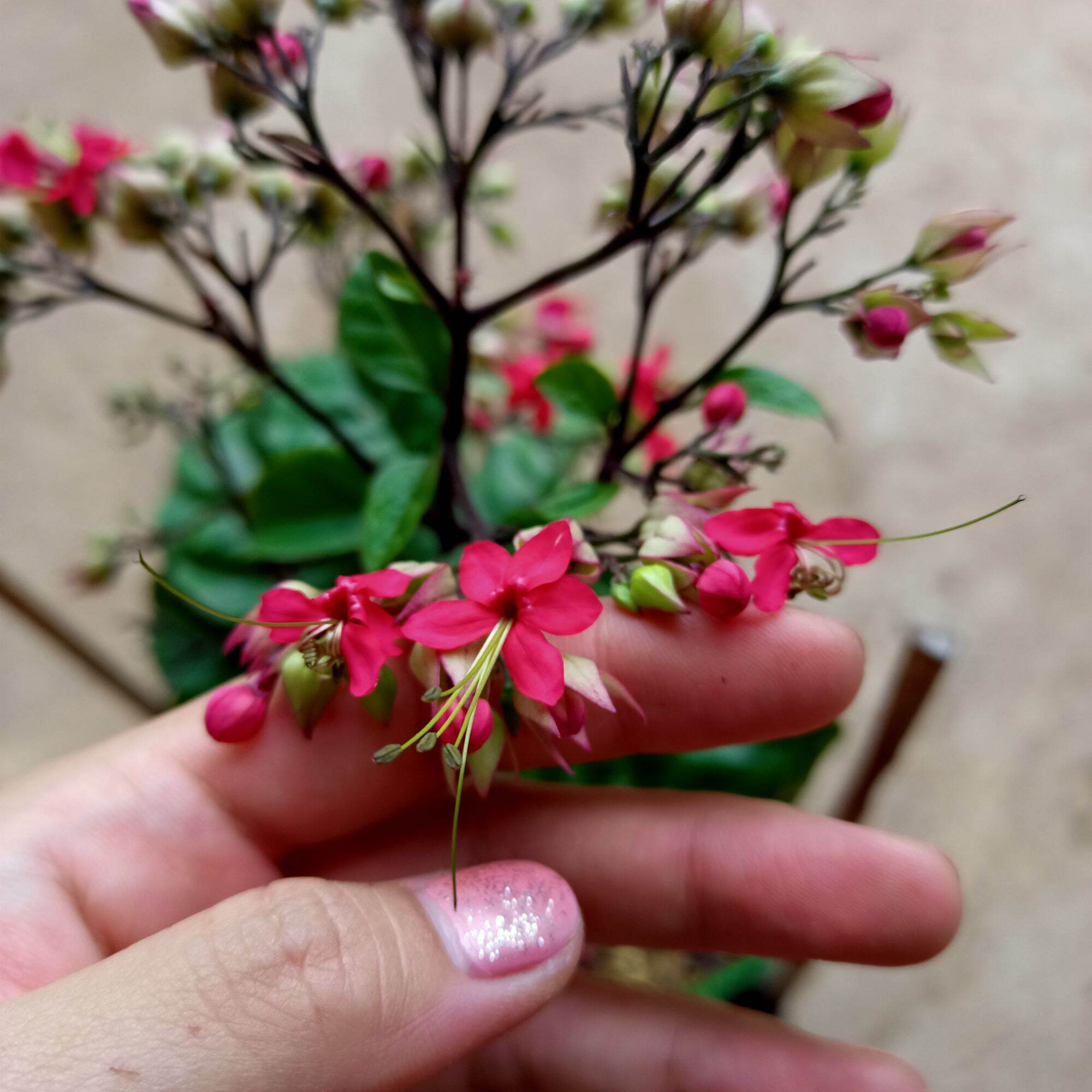 Chậu cây ngọc nữ hoa đỏ