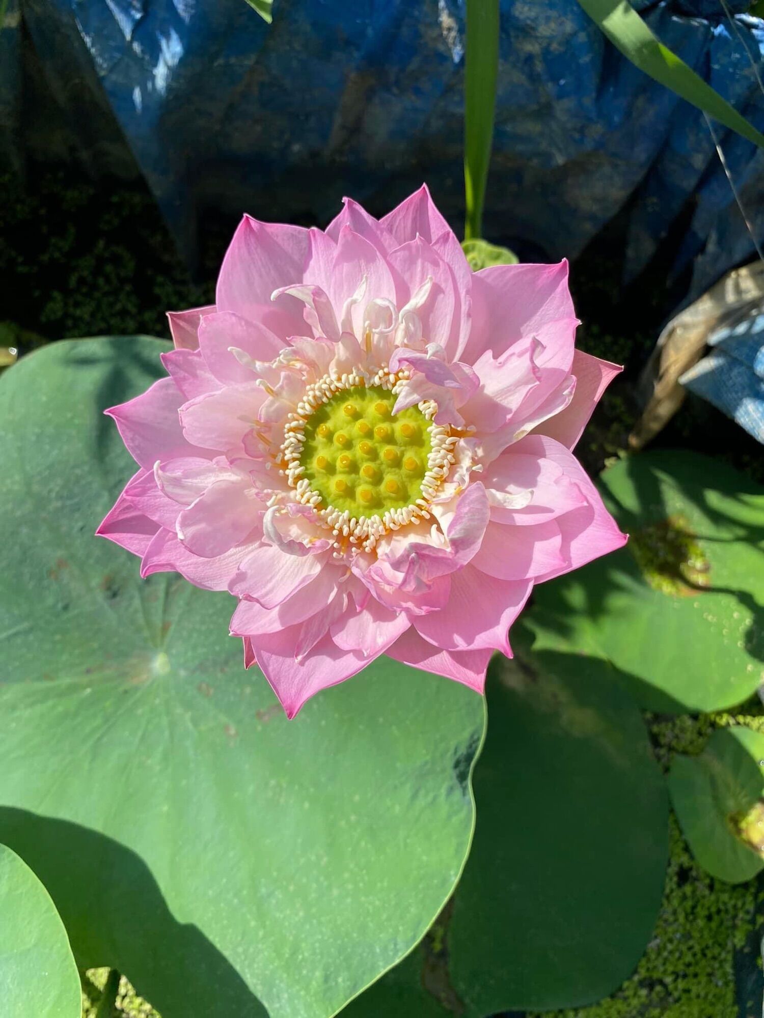 Củ Sen Thái giống- Finger of Eos