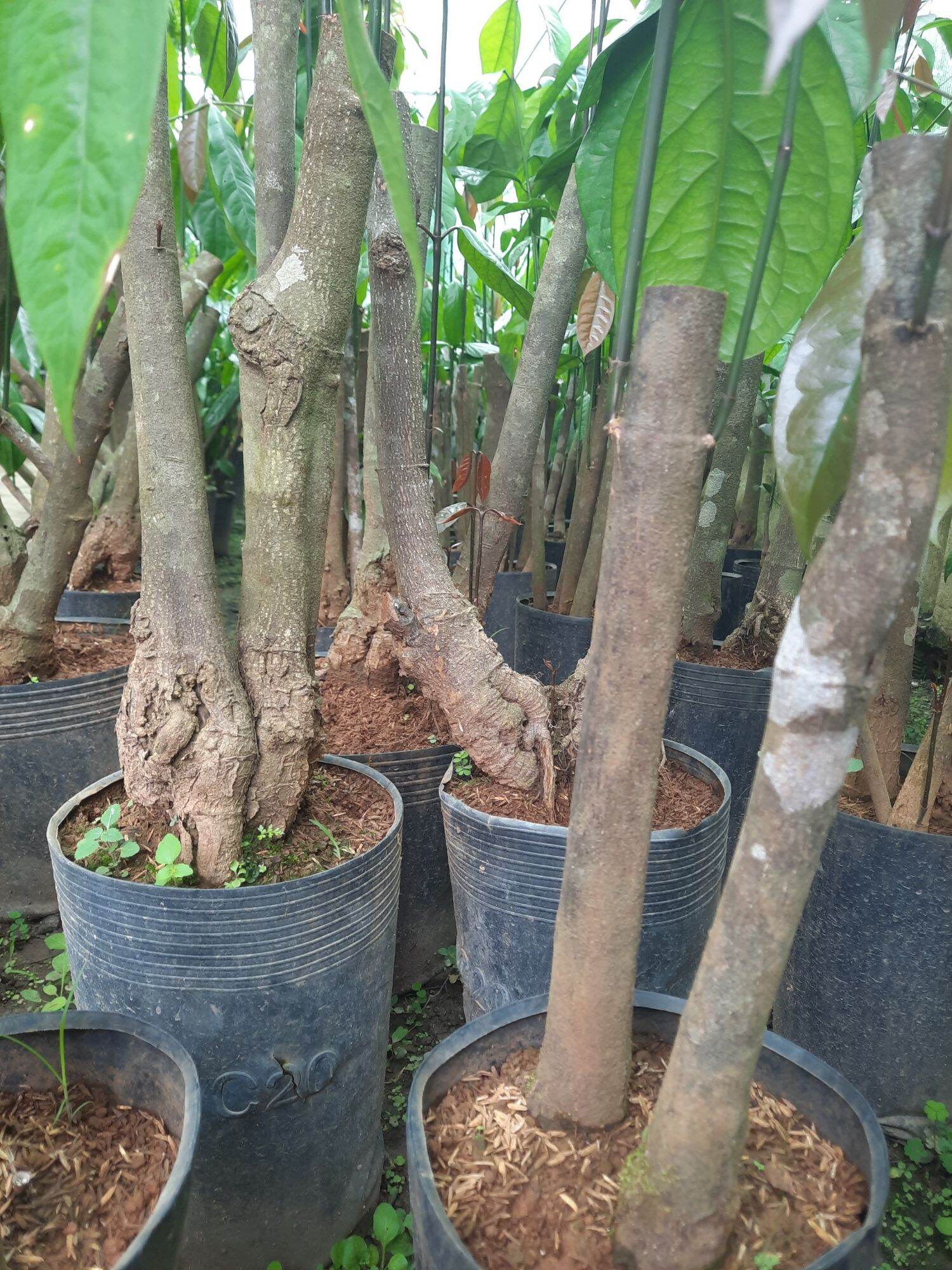 CÂY GIỐNG RAU BÉP RỪNG K'LONG - GỐC TO