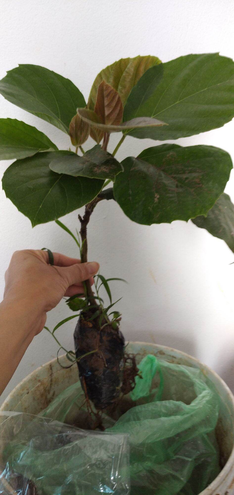 Cây Vả giống ( sung vả) cao 45cm