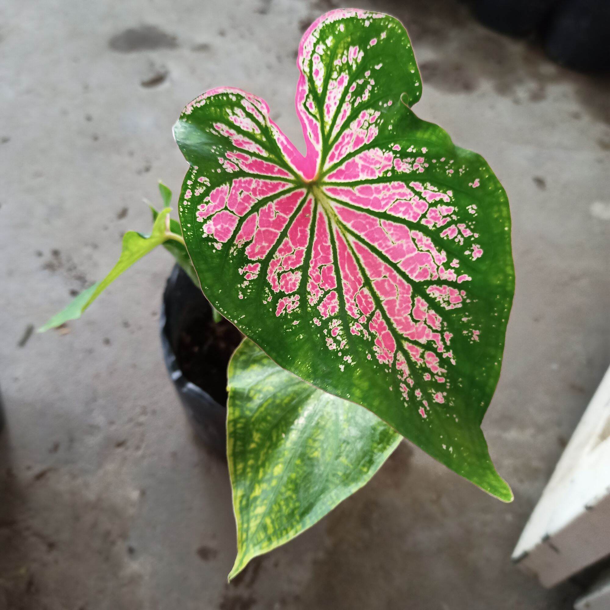Củ môn thiên nga - thai beauty caladium