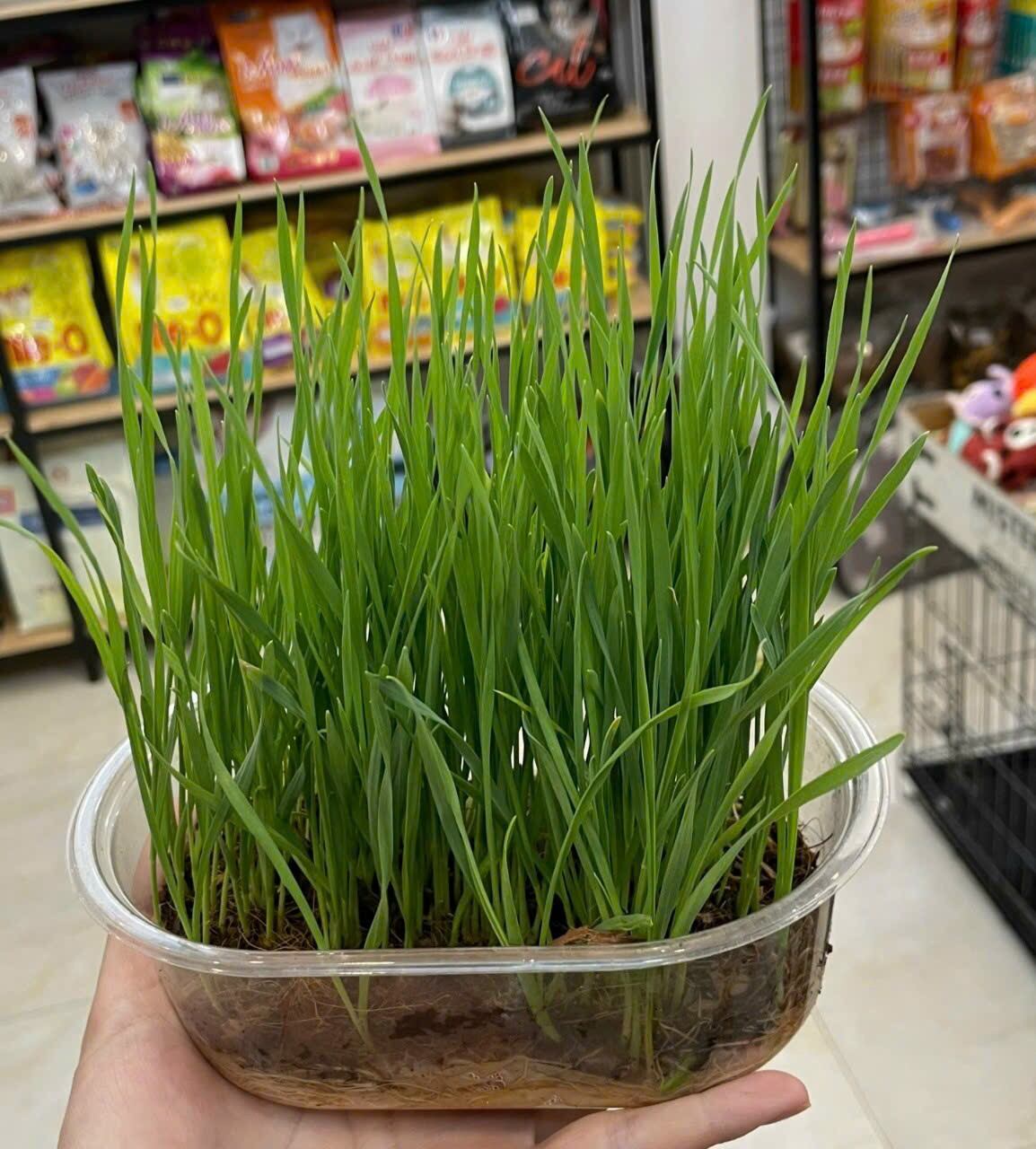 Bộ Kit trồng cỏ mèo - cỏ lúa mạch cho mèo