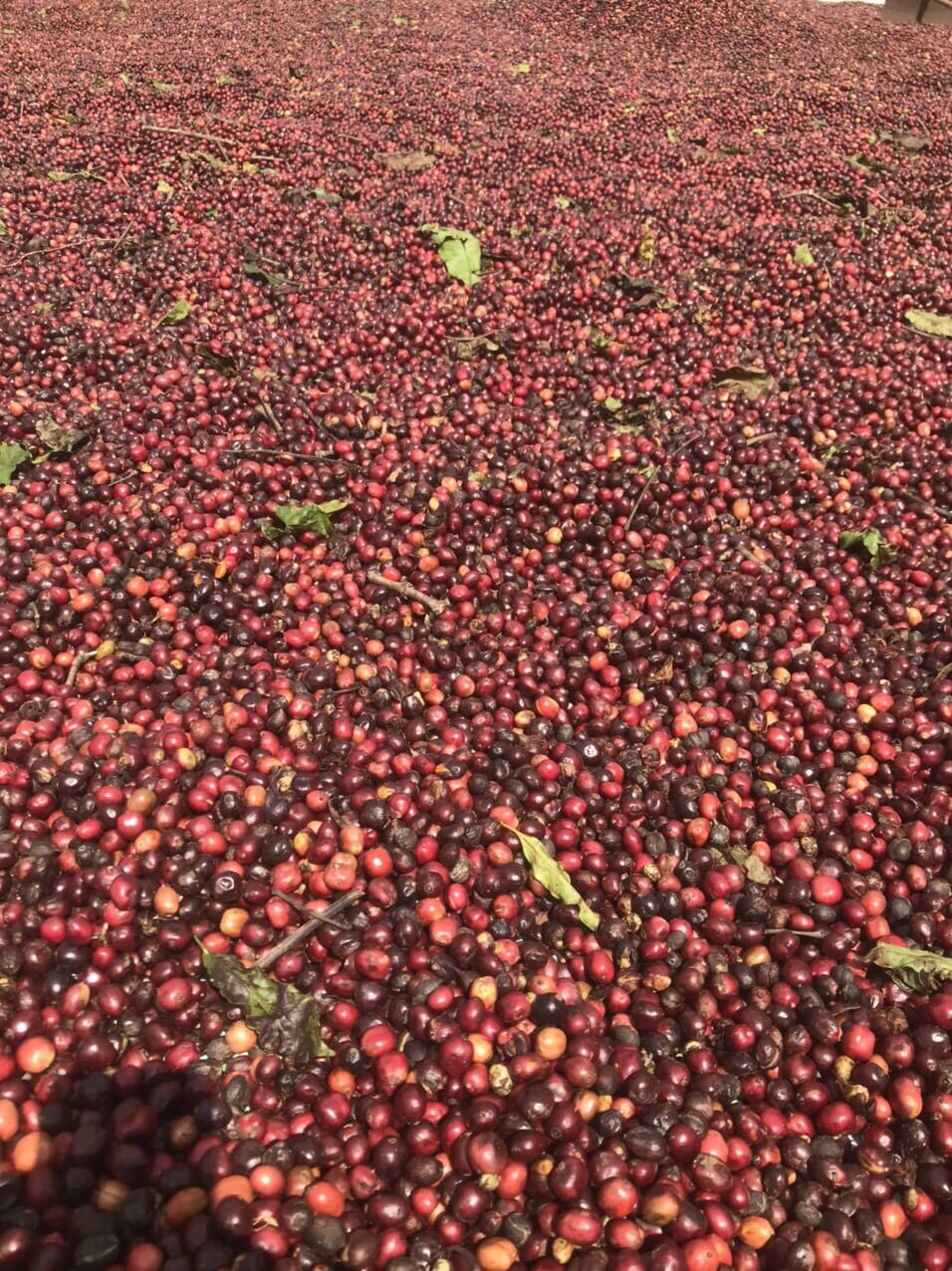 Cà phê nguyên chất Robusta rang mộc