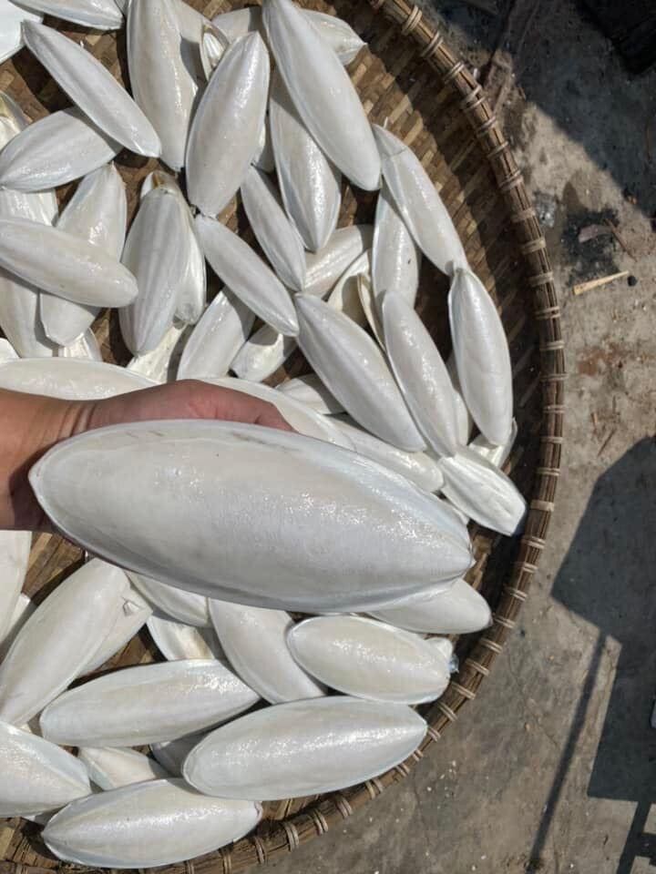 Nang mực khô KT 18-19cm/1cái