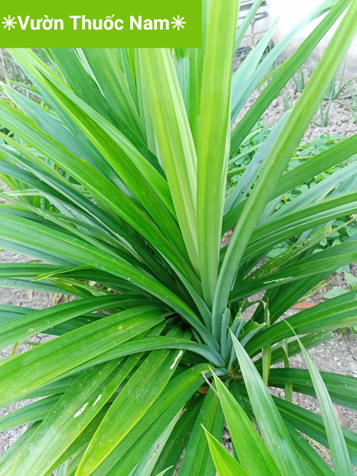 1kg lá dứa tươi , lá thơm tươi lá nếp hái tại vườn chuẩn sạch