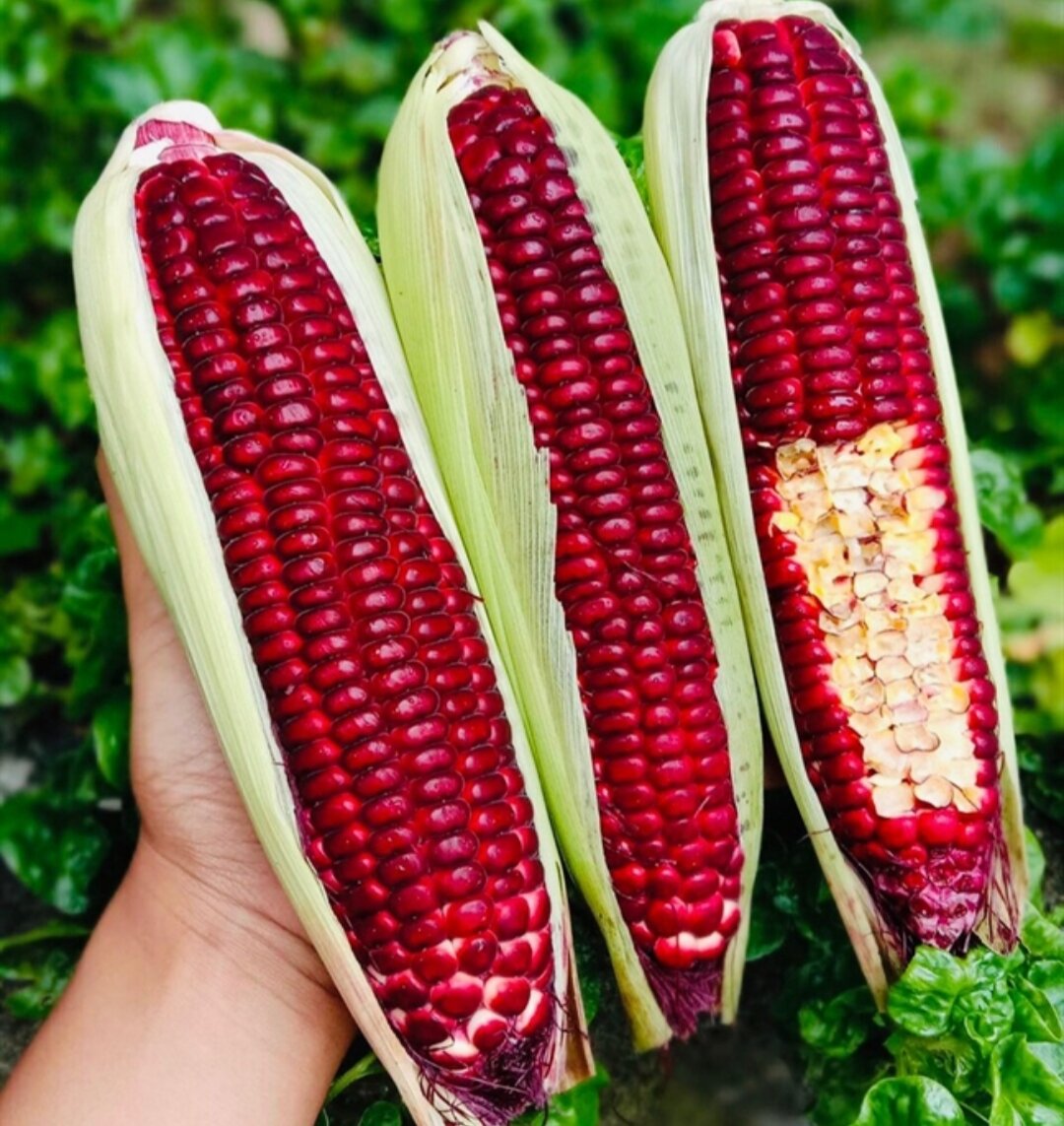 Hạt giống Ngô đỏ nữ hoàng - ngô nếp tím nữ hoàng - 20 gam