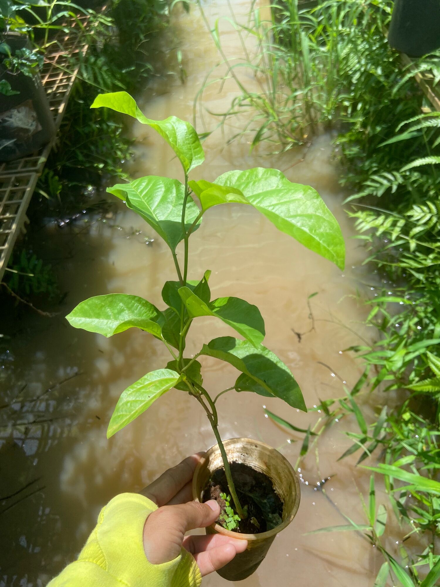 Cây giống chanh dây tím ngọt