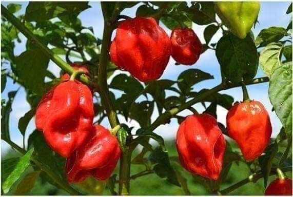 HẠT ỚT SIÊU CAY RED HABANERO gói 5 hạt