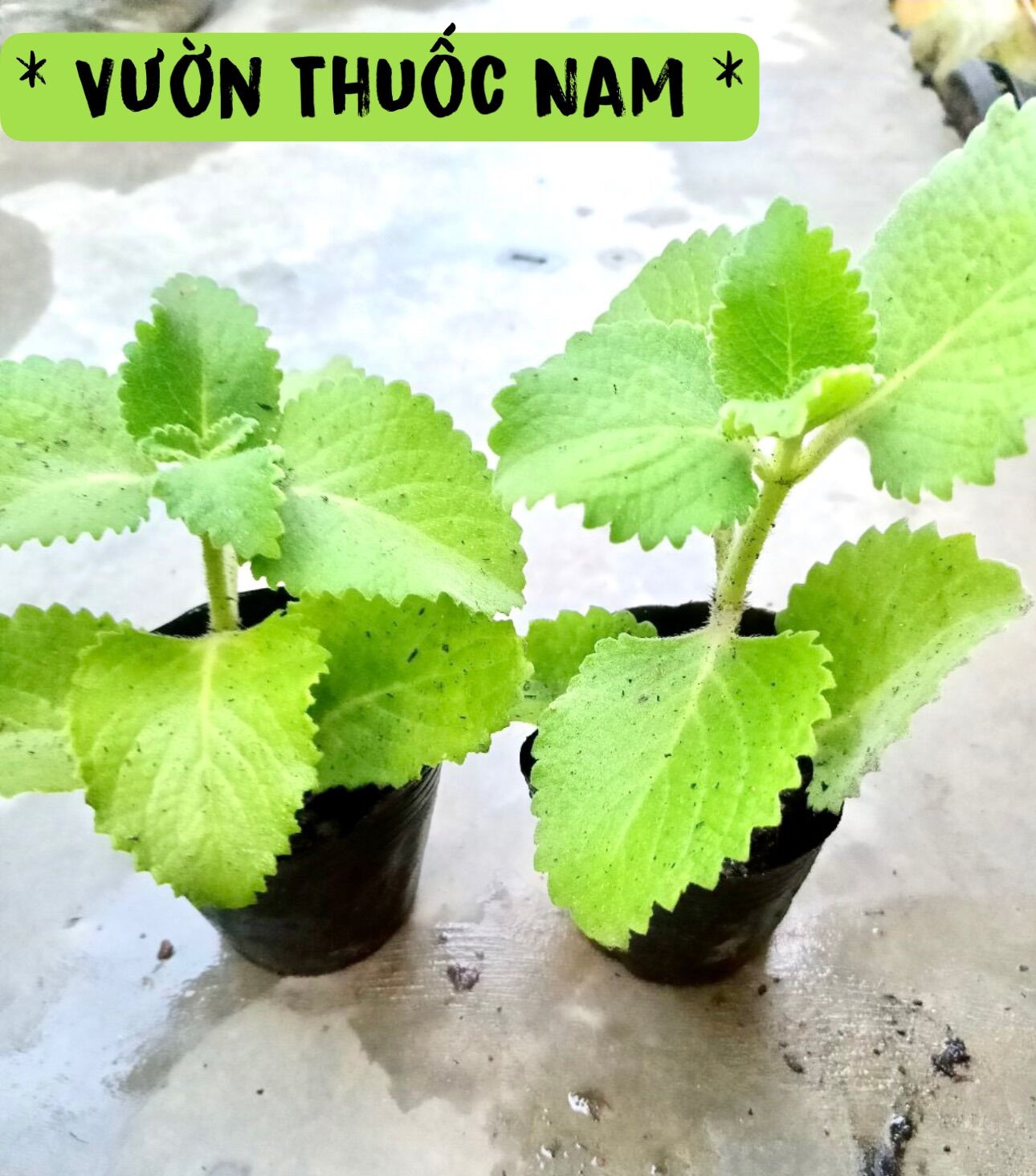 1 bầu giống rau cần dày lá cây húng chanh giống