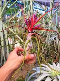 cây không khí bulbosa giant