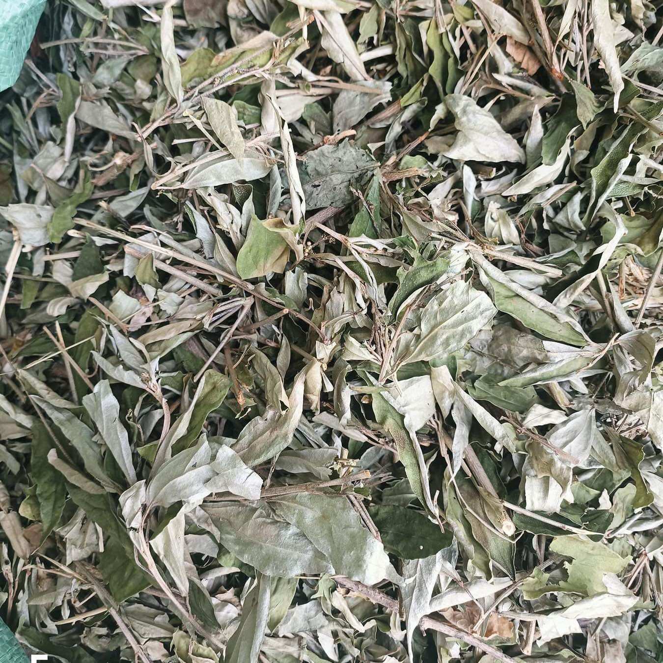 [ Shop Mới ] 1kg Khổ Sâm mới, khô, sạch