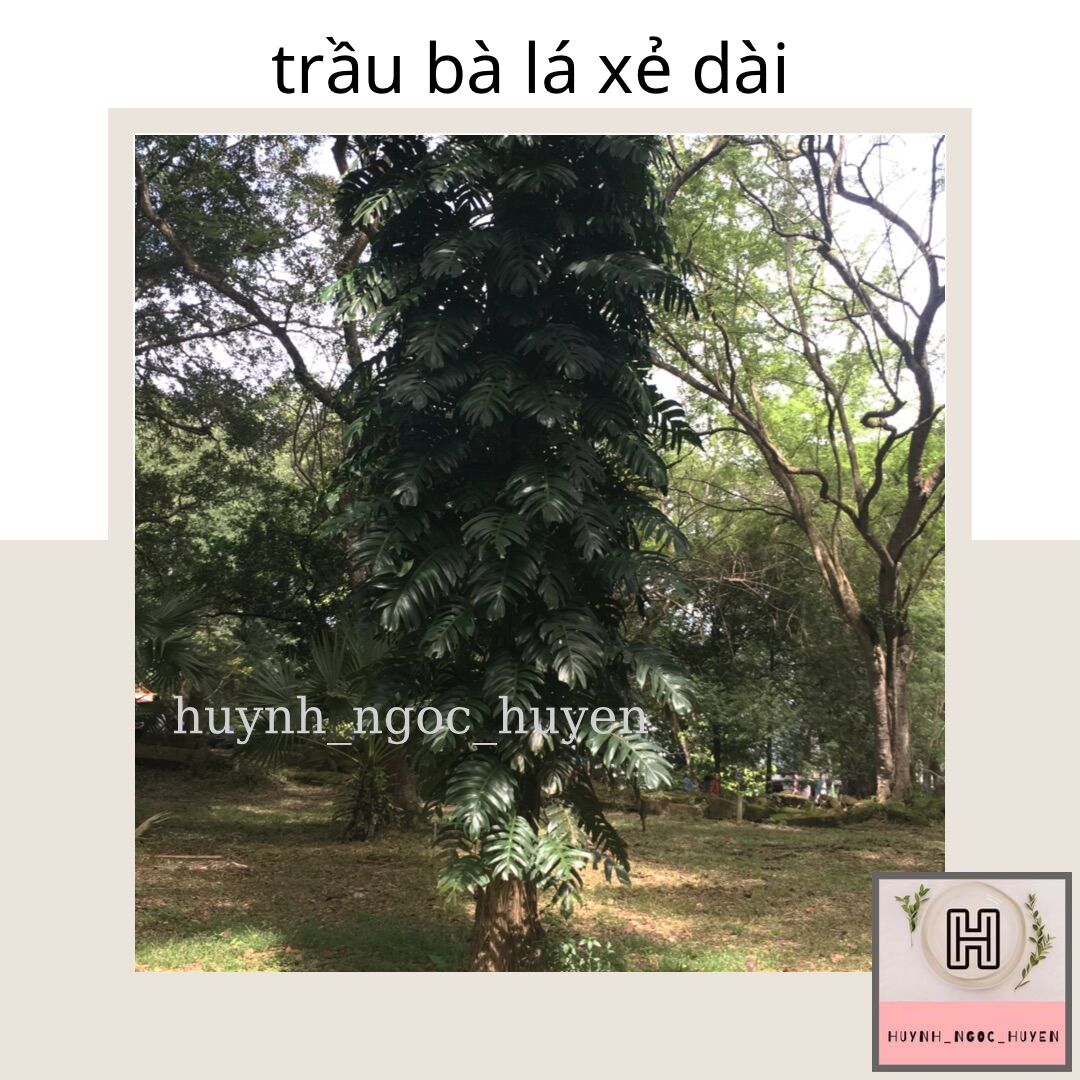 Trầu bà lá xẻ dài