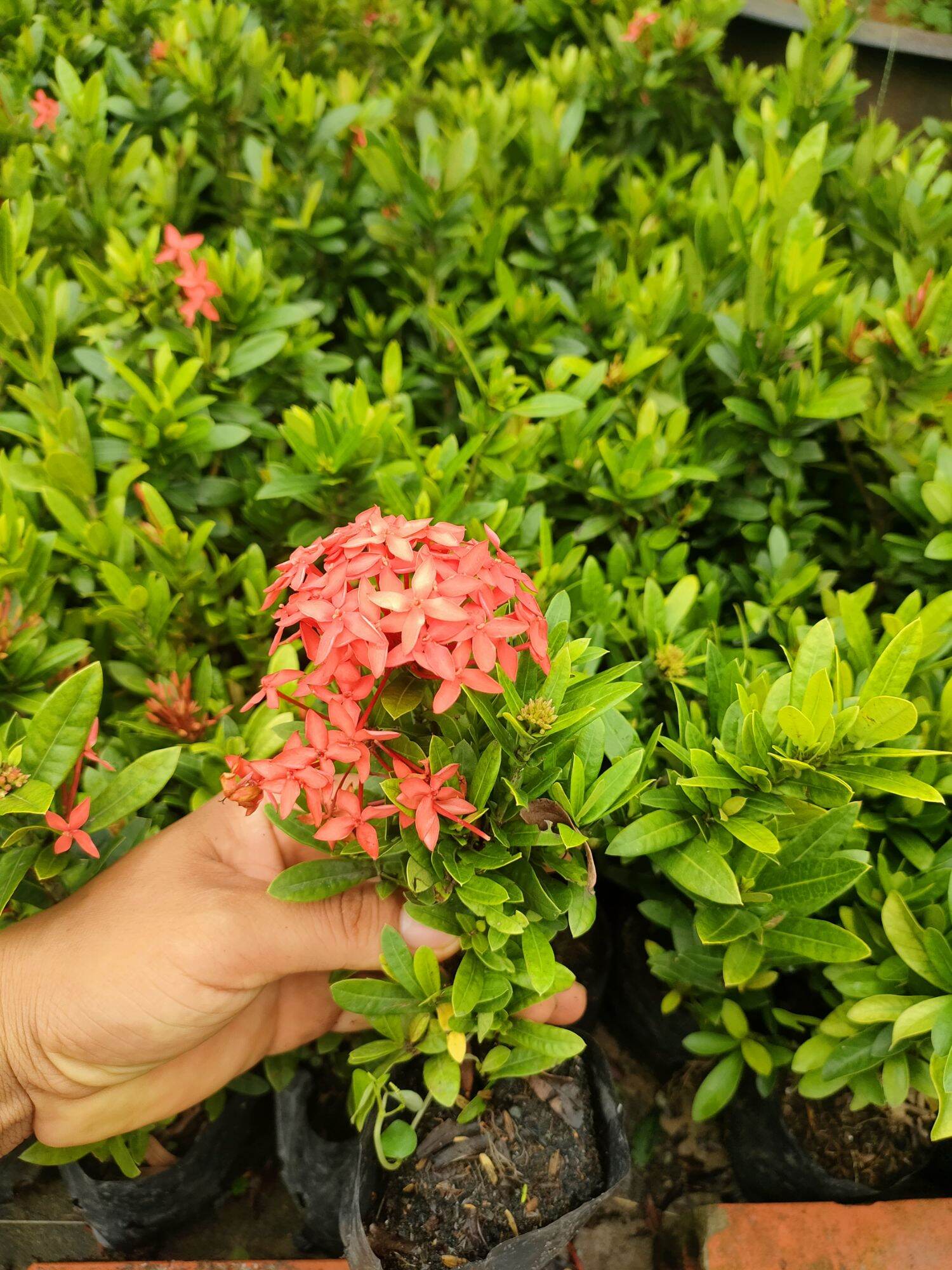 Combo 50 cây giống trang đỏ lá nhỏ