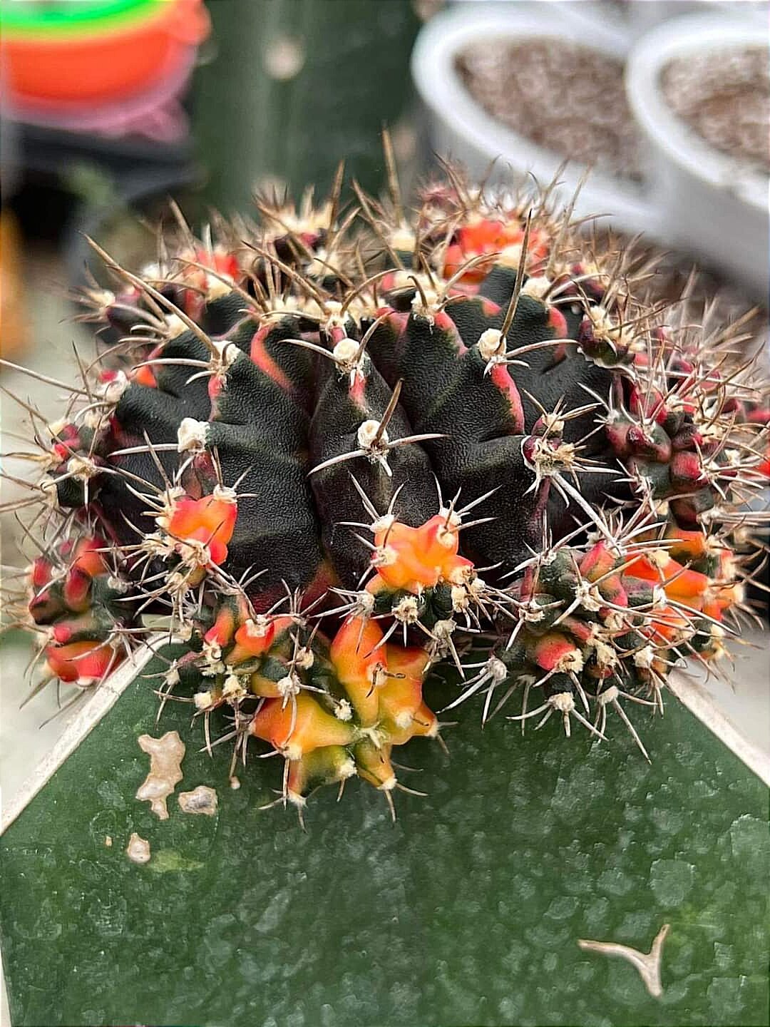 Cây xương rồng Gymno lem - Gymnocalycium Black Berry