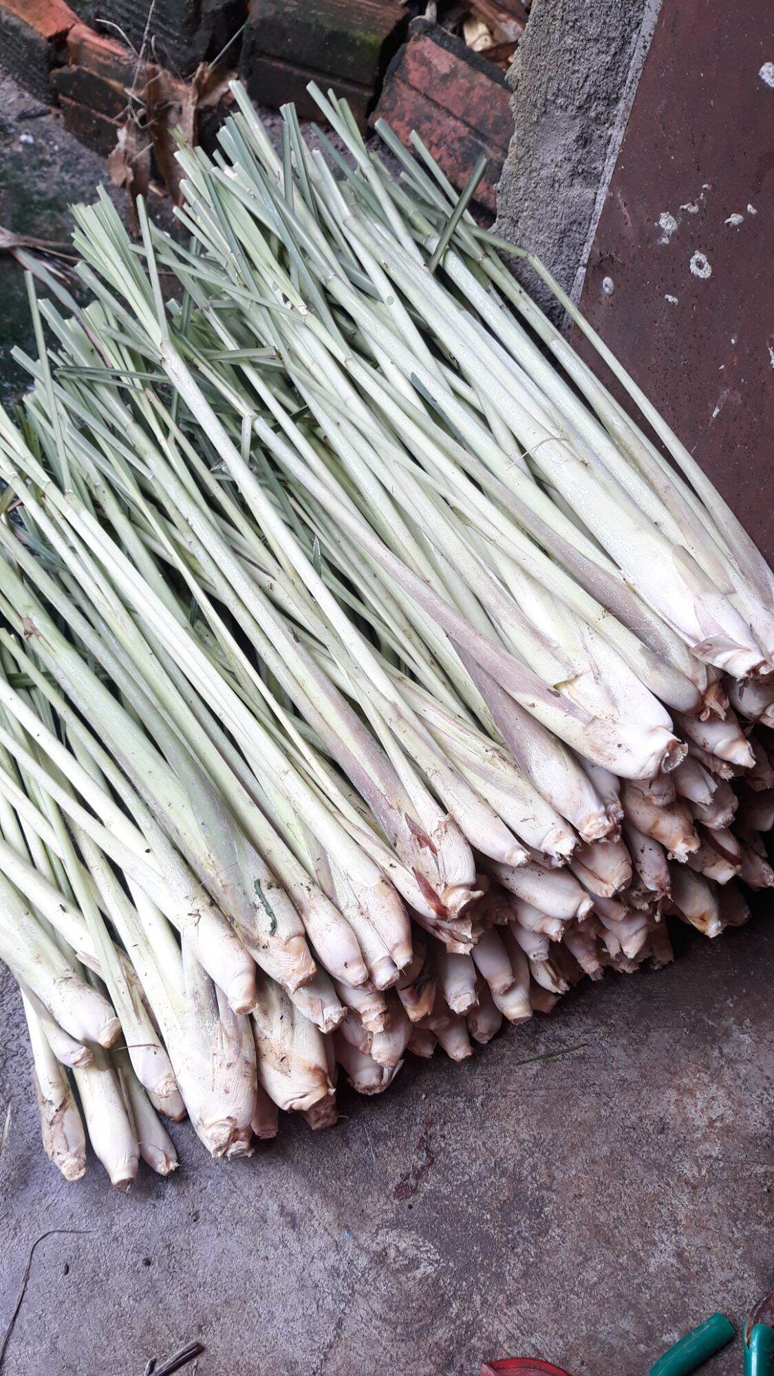 500g Sả nhà trồng thơm, mềm đã làm sạch rễ,cắt bớt lá