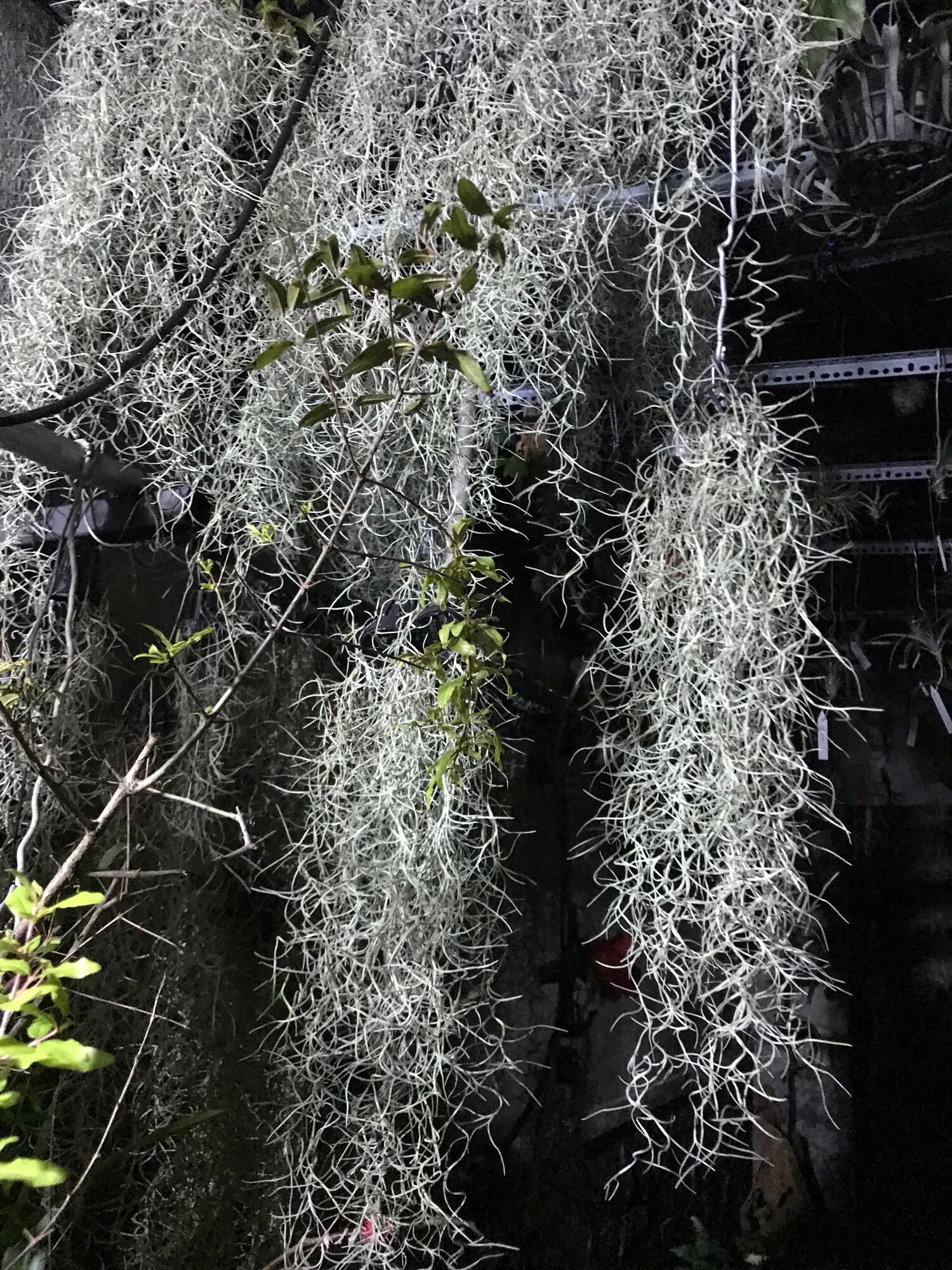 Cây không khí tóc tiên chùm nhỏ