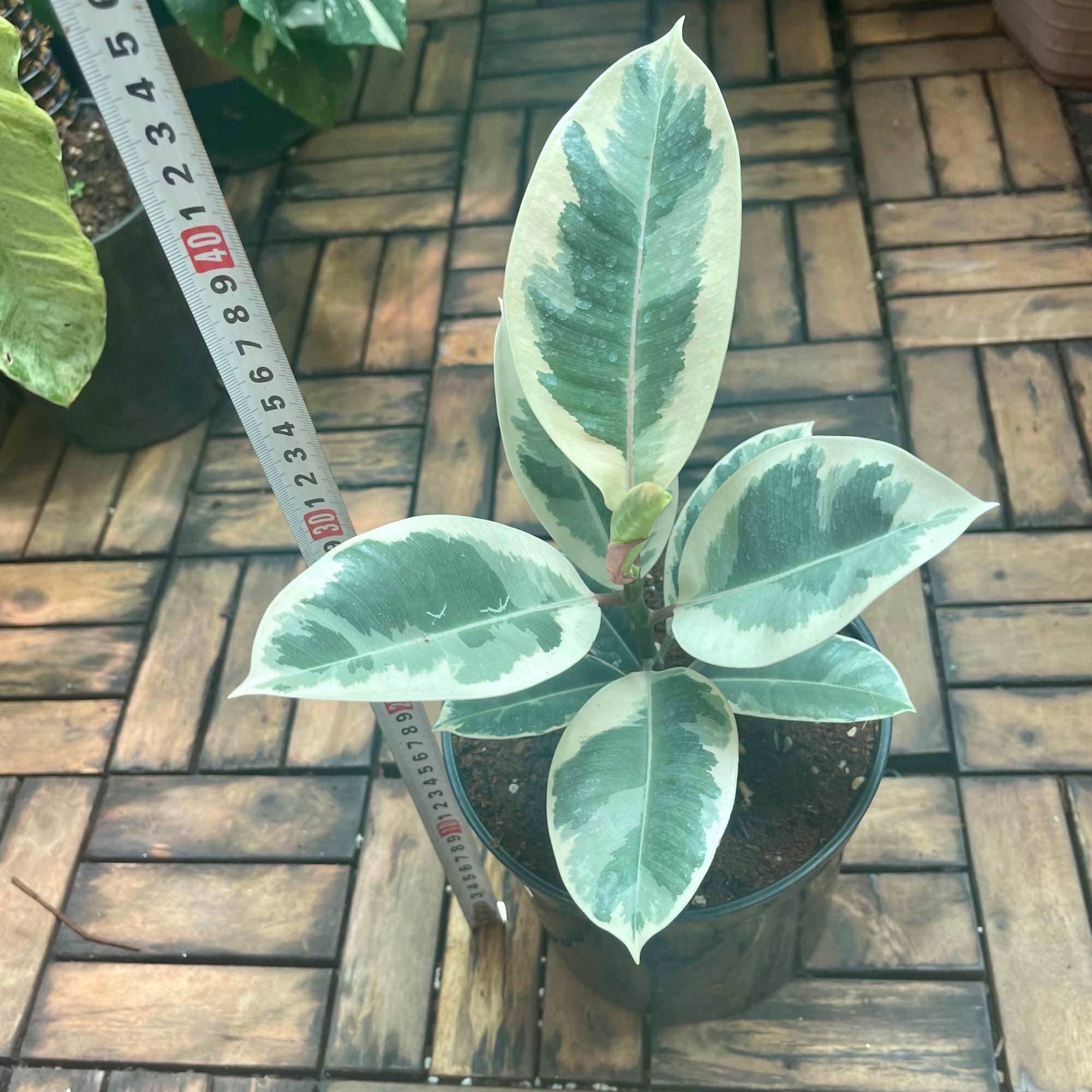 Cây đa Cẩm thạch cao 35cm -40cm.