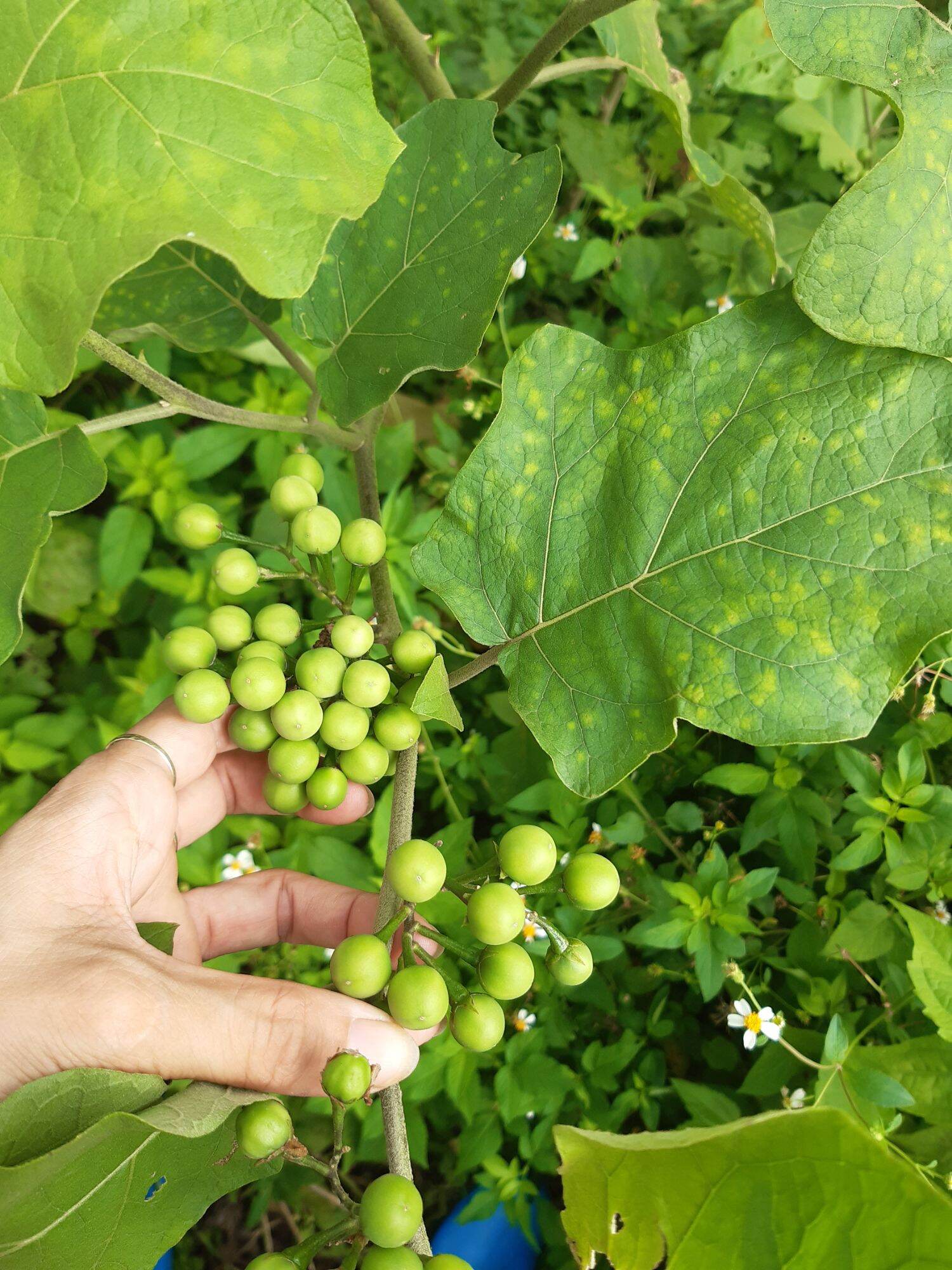 1kg cây cà gai tươi