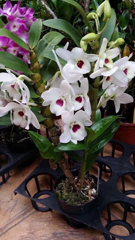 Hoa Lan hoàng thảo lụa(1 khóm)