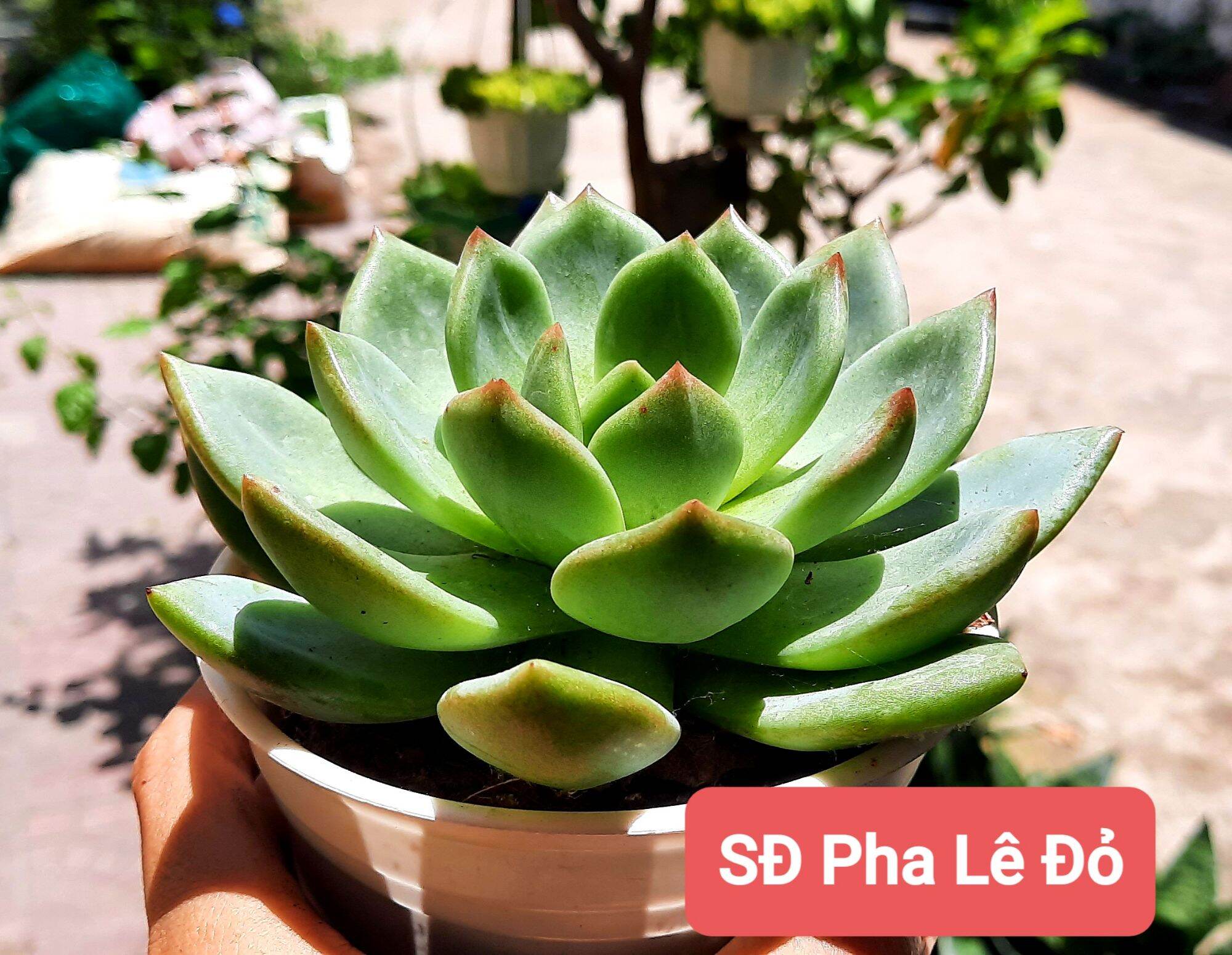 Sen đá PHA LÊ ĐỎ size trung
