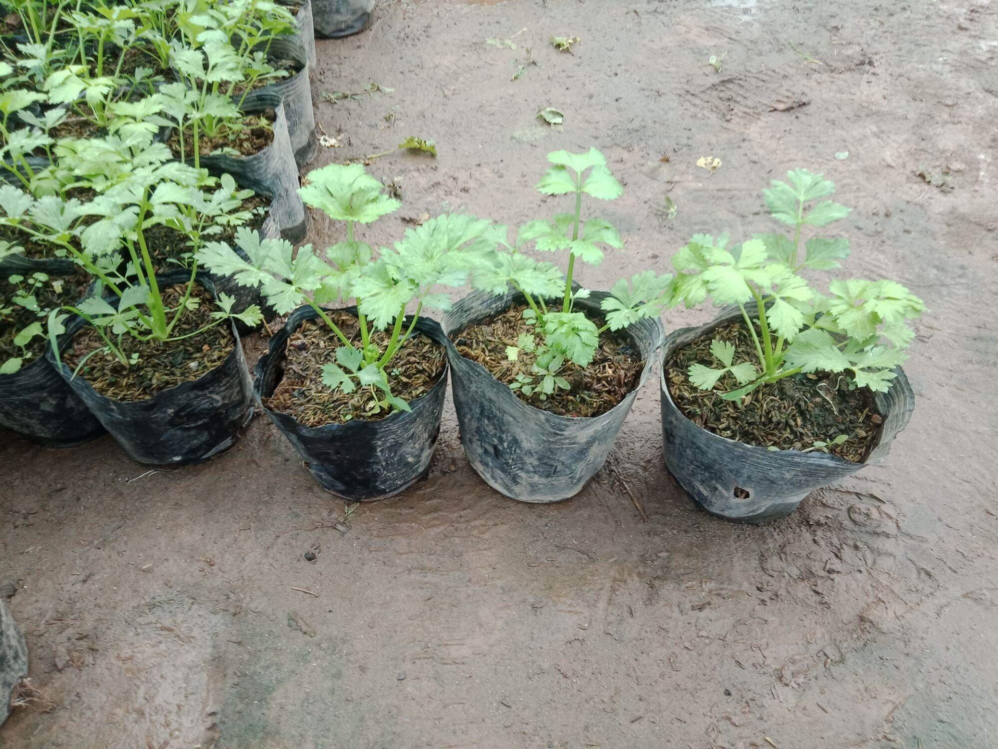 cây rau cần tây