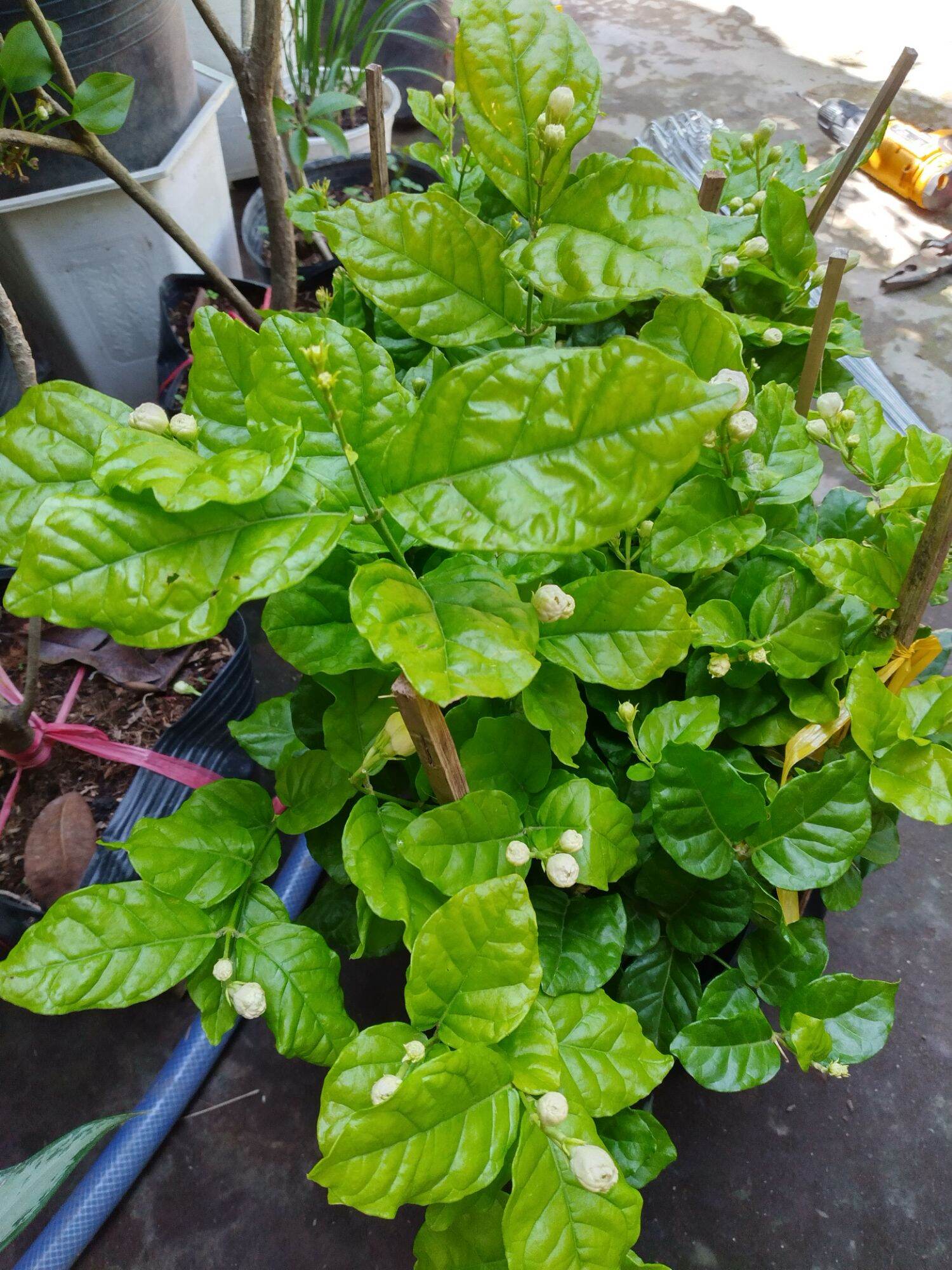 Chậu Lài ta, lài thơm ướp trà