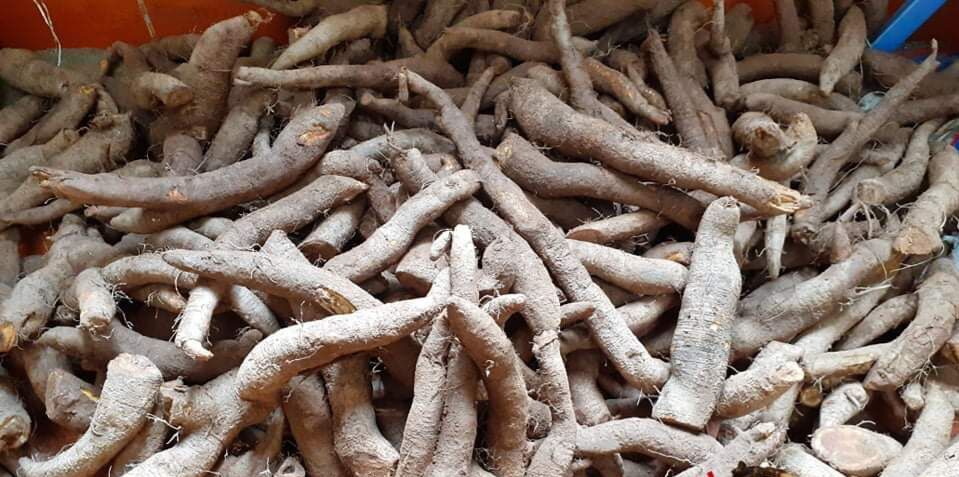 Củ Gai Tươi An Thai 500G