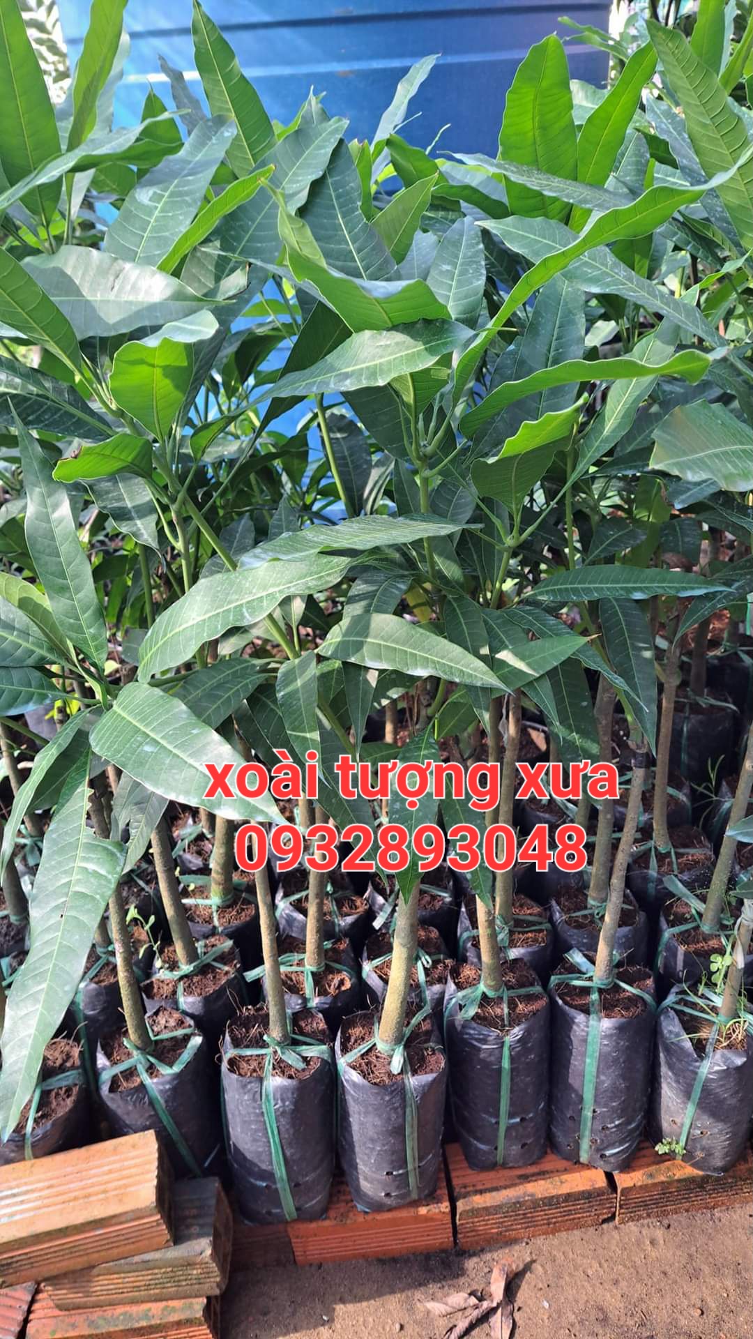 Cây giống xoài tượng xưa trái lớn,cam kết chuẩn giống