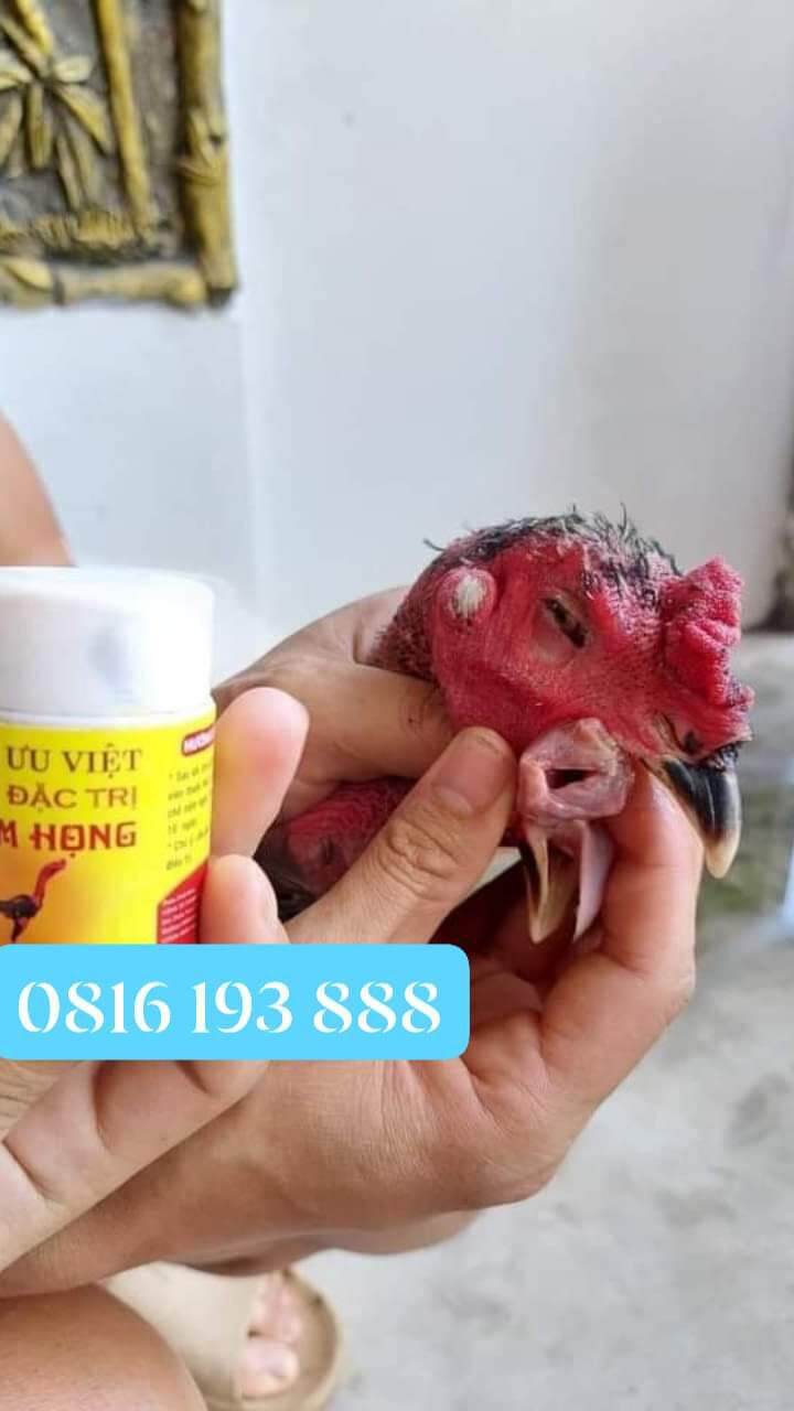 Nấm họng ưu việt