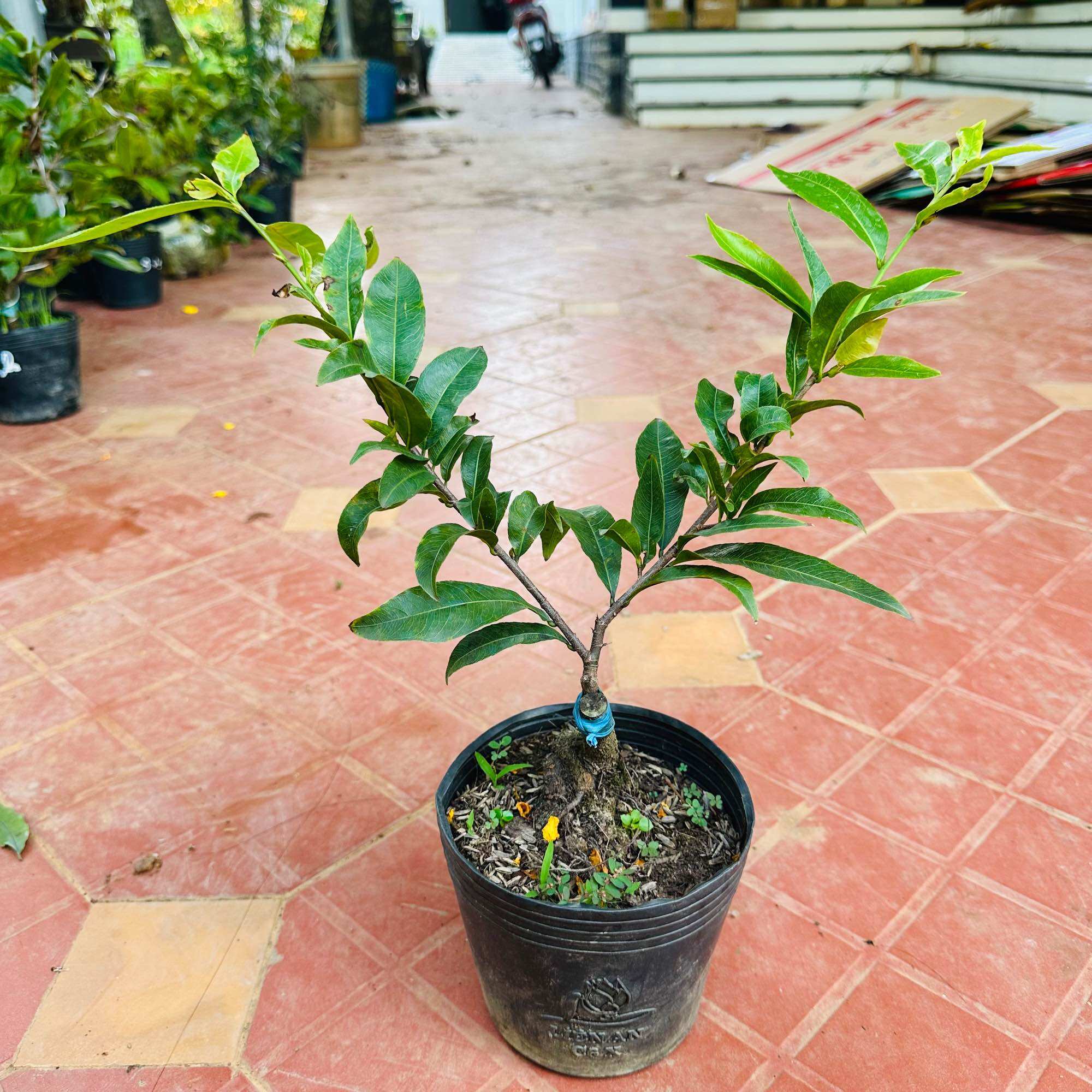 Cây Tam sắc Hoàng mai - hoa mai đổi màu, hàng sưu tầm, giống mới quý hiếm